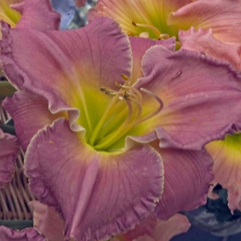 Hemerocallis 'Advance Party' - Daylily