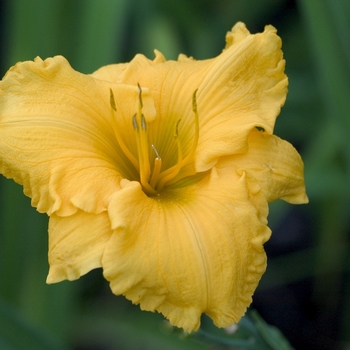 Hemerocallis 'Brookwood Dorado' - Daylily