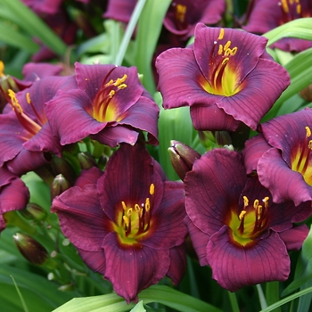 Hemerocallis 'Baby Bear' - Daylily