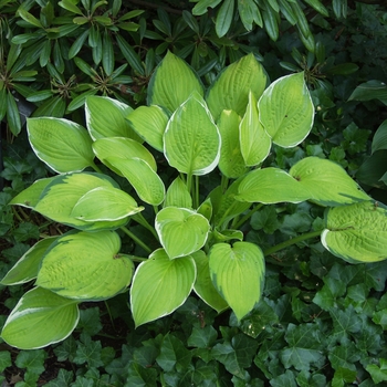 Hosta 'Patriot's Fire' - Patriot's Fire Hosta