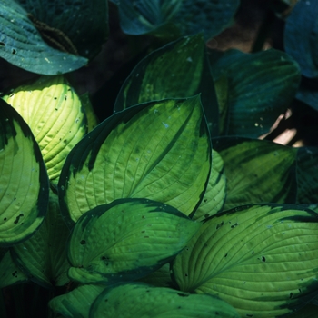 Hosta - 'American Fashion' Hosta, Plantain Lily