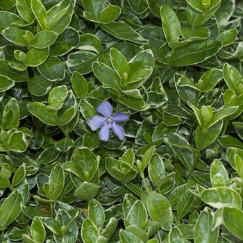 Vinca minor ''Ralph Shugert'' - White variegated Vinca