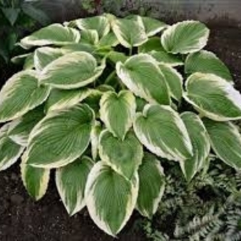 Hosta 'Alex Summers' - 'Alex Summers' Hosta