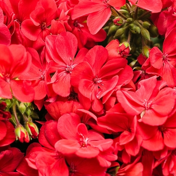 Pelargonium hybrid - Boldly® Hot Pink