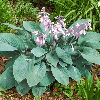 Hosta 'Abby' - Hosta