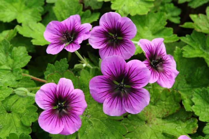 Nova Cranesbill - Geranium ''Nova'' (Cranesbill) from Friendswood Garden Emporium