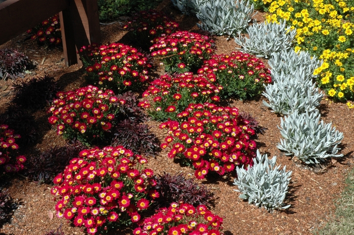 Marguerite Daisy - Argyranthemum hybrid 'Meteor Red' from Friendswood Garden Emporium