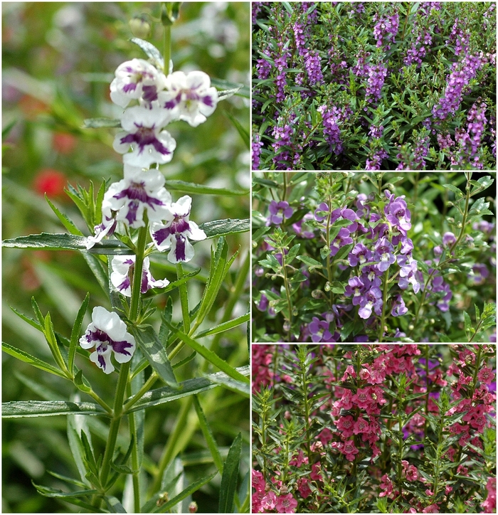 Assorted Angelonia - Angelonia angustifolium from Friendswood Garden Emporium