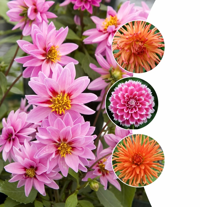 Dahlia - Assorted Varieties from Friendswood Garden Emporium