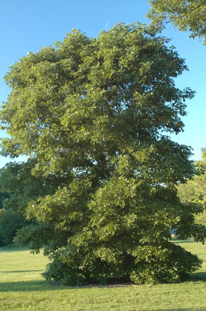 White Oak - Quercus alba from Friendswood Garden Emporium