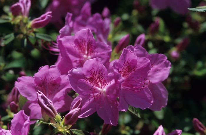 Merlin Azalea - Rhododendron 'Merlin' (Azalea) from Friendswood Garden Emporium