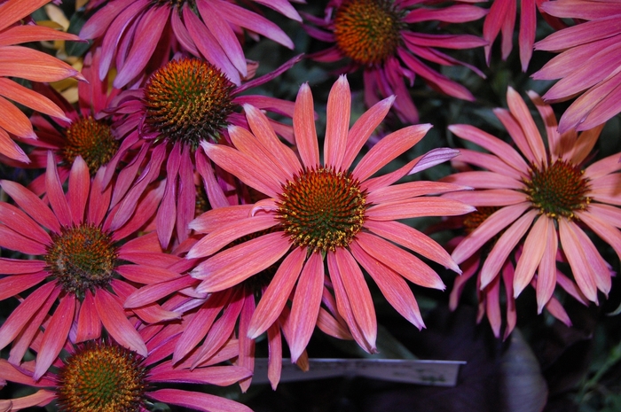 Coneflower - Echinacea Hot Summer from Friendswood Garden Emporium