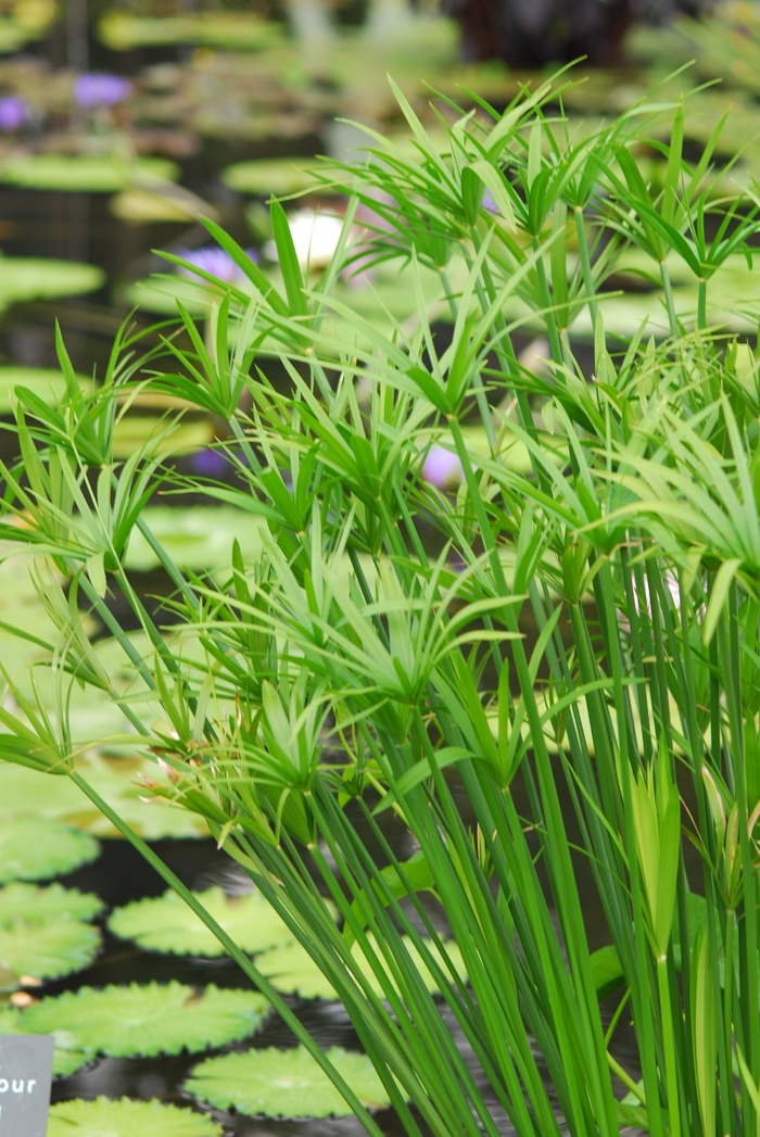 Umbrella Plant - Cyperus alternifolis from Friendswood Garden Emporium