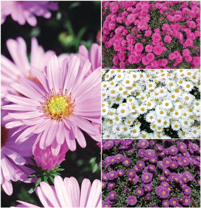'Multiple Varieties' - Aster from Friendswood Garden Emporium