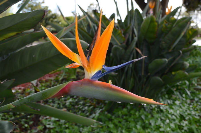Tropical Bird of Paradise - Strelitzia reginae from Friendswood Garden Emporium