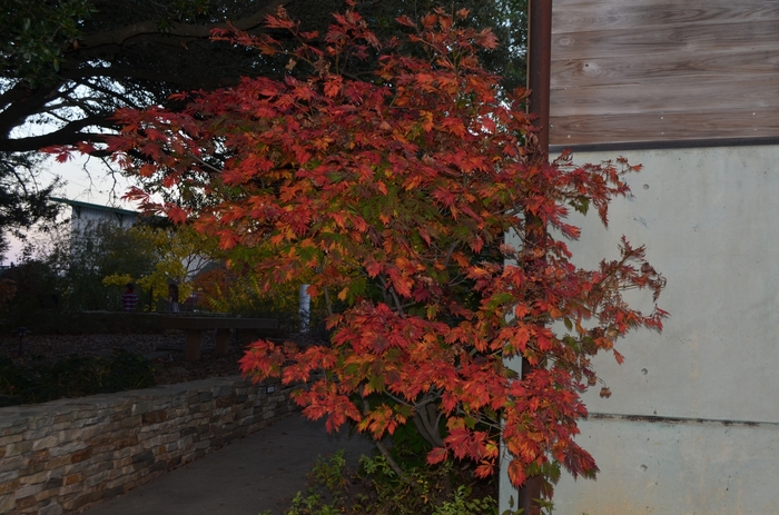 Fern-Leaf Full Moon Maple - Acer japonicum 'Filicifolium' from Friendswood Garden Emporium