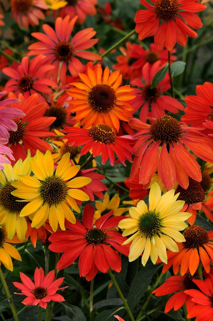 'Cheyenne Spirit' Coneflower - Echinacea from Friendswood Garden Emporium