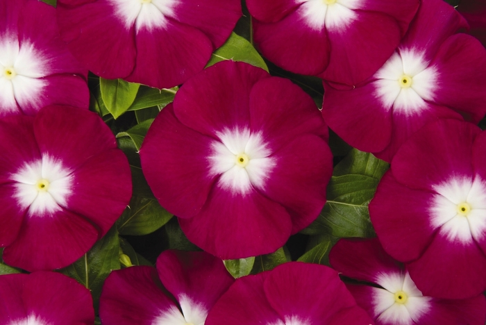 'Pacifica Burgundy Halo' - Catharanthus roseus ''Pacifica Burgundy Halo'' from Friendswood Garden Emporium