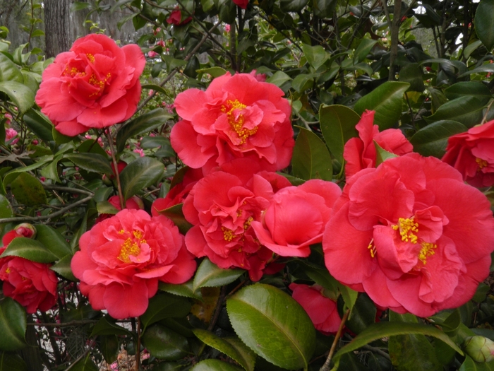 'Kramer's Supreme' - Camellia japonica from Friendswood Garden Emporium