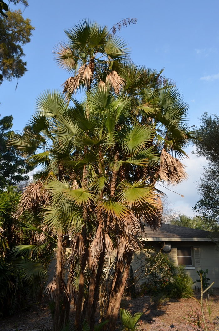 Everglades Palm - Acoelorraphe wrightii from Friendswood Garden Emporium