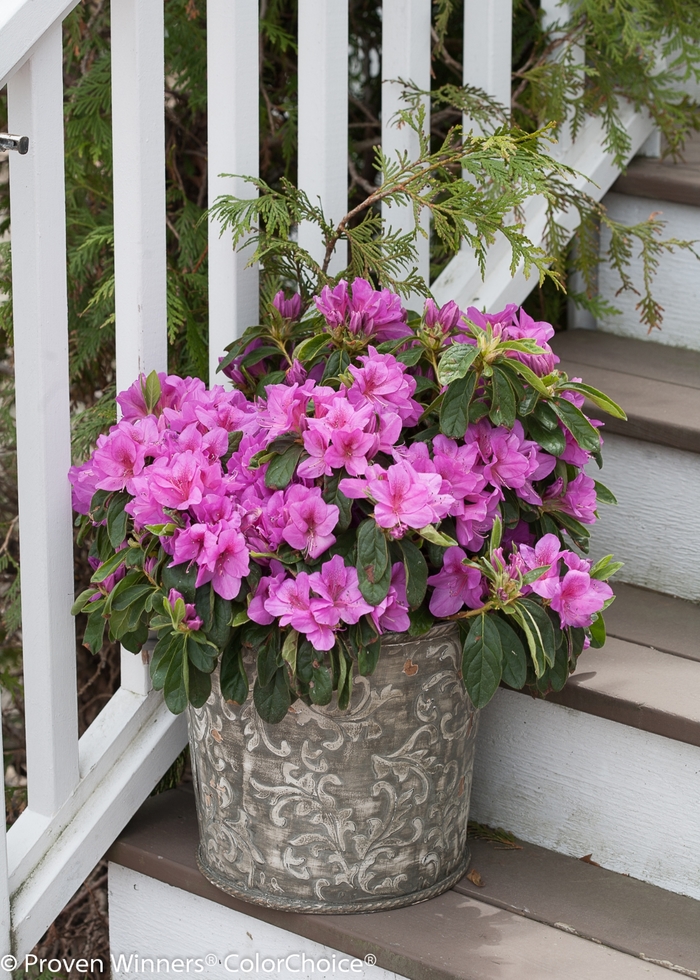 Bloom-A-Thon® Lavender - Rhododendron hybrid from Friendswood Garden Emporium