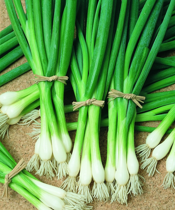 Bunching Onion - Allium fistulosum 'Warrior' from Friendswood Garden Emporium