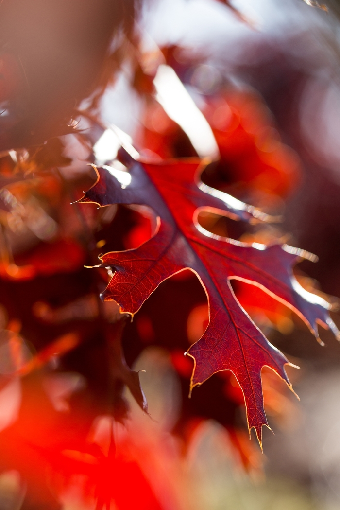 Majestic Skies™ Northern Pin Oak - Quercus ellipsoidalis from Friendswood Garden Emporium