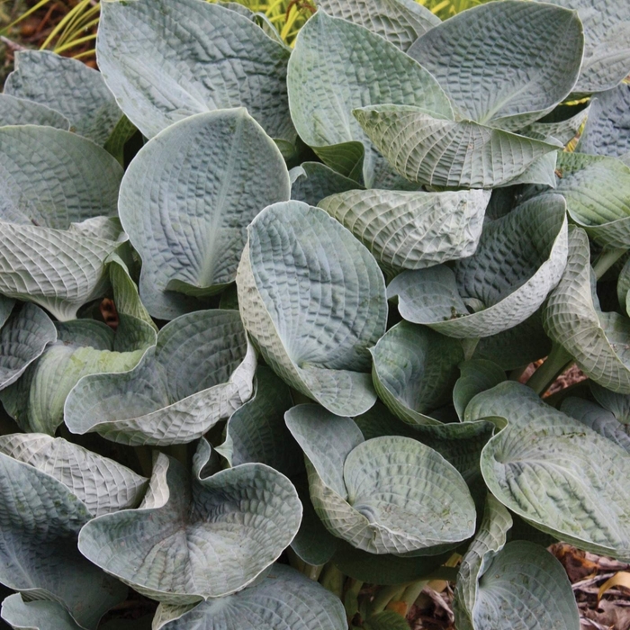 Hosta - Hosta 'Big Mama' from Friendswood Garden Emporium