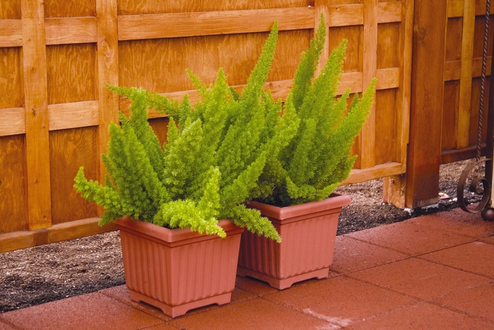 'Myersii' Foxtail Fern - Asparagus densiflorus from Friendswood Garden Emporium