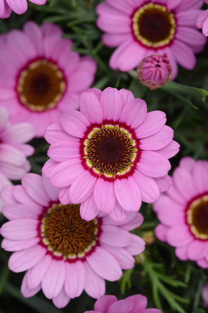 Argyranthemum - Argyranthemum 'Grandessa Pink Halo' from Friendswood Garden Emporium