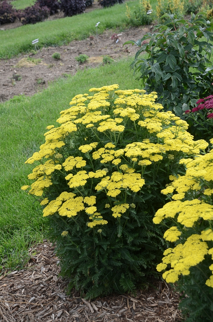 'Firefly Sunshine' Yarrow - Achillea from Friendswood Garden Emporium