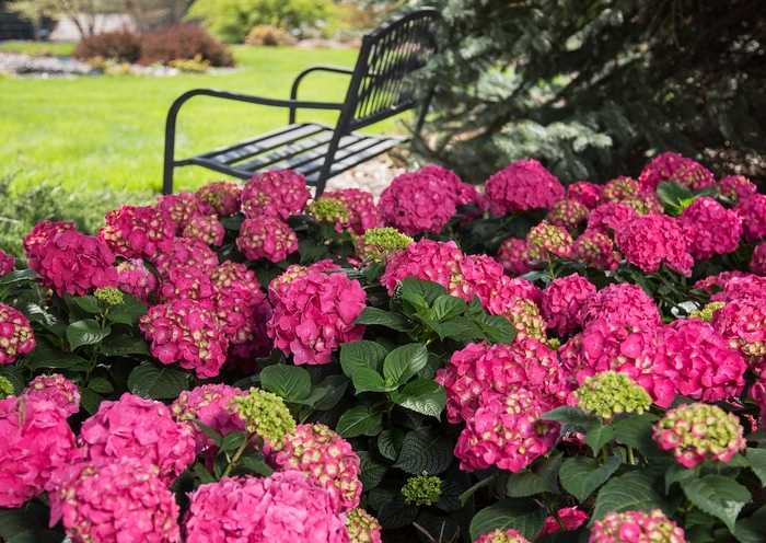 'Summer Crush®' Bigleaf Hydrangea - Hydrangea macrophylla from Friendswood Garden Emporium