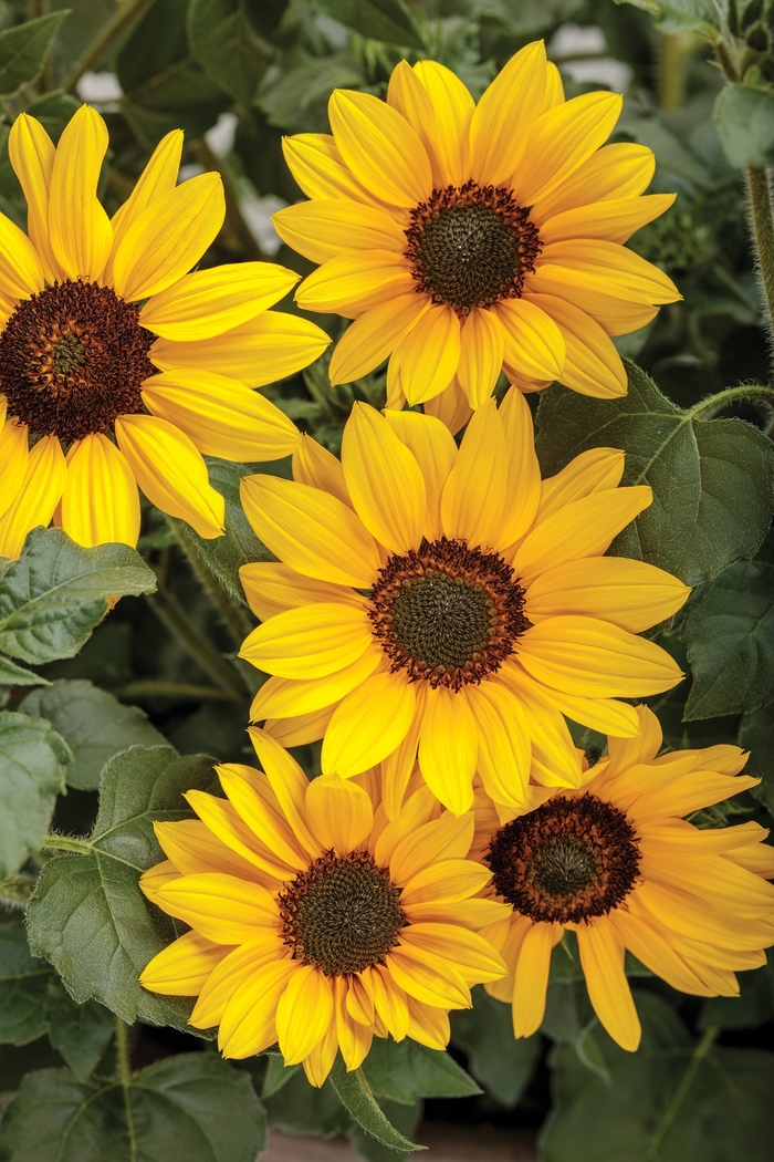 Suncredible® Yellow - Helianthus hybrid from Friendswood Garden Emporium