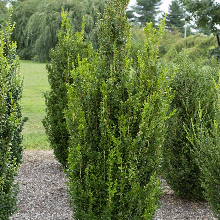 'Highlander' - Buxus x from Friendswood Garden Emporium