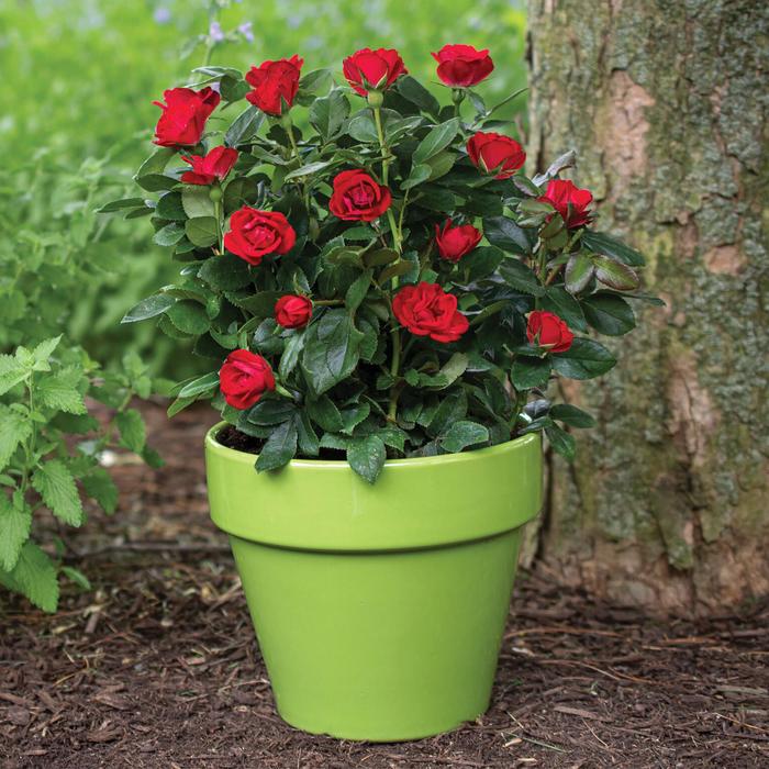 Petite Knock Out® - Rose from Friendswood Garden Emporium