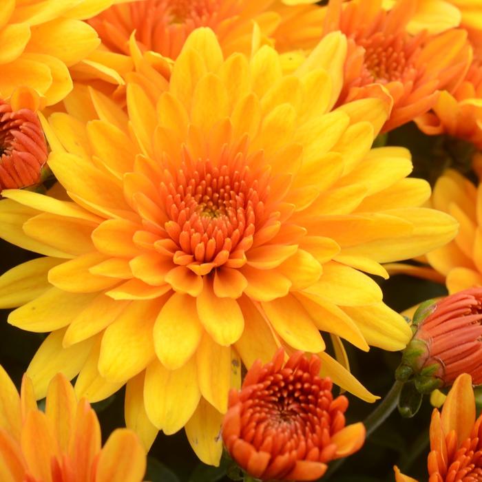 Fireglow Bronze Garden Mum - Chrysanthemum grandiflorum ''Fireglow Bronze'' (Garden Mum) from Friendswood Garden Emporium