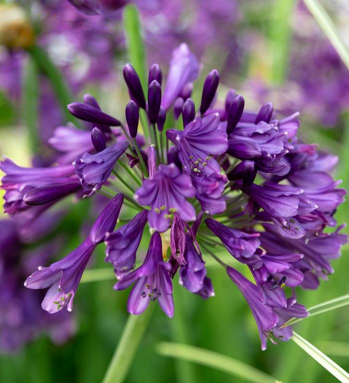 'Ever Amethyst™' African Lily - Agapanthus from Friendswood Garden Emporium