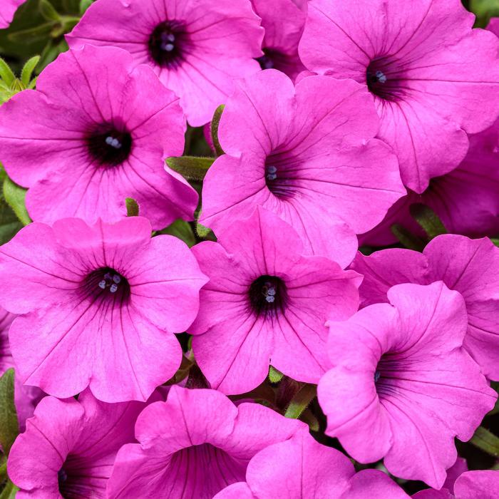 Supertunia Vista® Jazzberry® - Petunia hybrid from Friendswood Garden Emporium