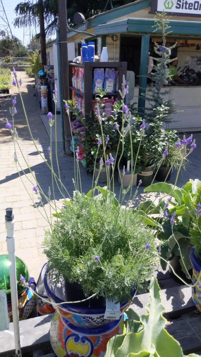 Pinnata Lavender - Lavandula pinnata (Pinnata Lavender) from Friendswood Garden Emporium