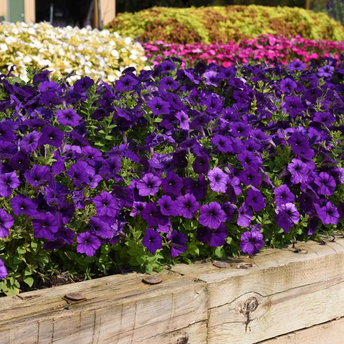 E3 Easy Wave® Blue - Petunia hybrida from Friendswood Garden Emporium