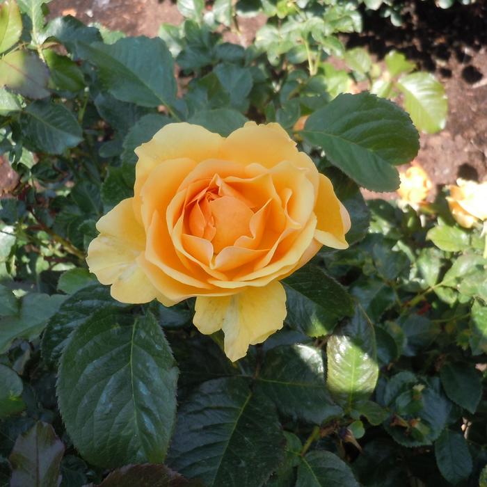 'Amber Queen' Shrub Rose - Rosa from Friendswood Garden Emporium