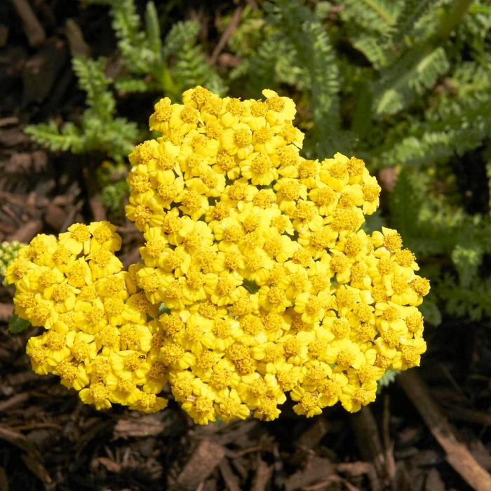 'Little Moonshine' Yarrow - Achillea from Friendswood Garden Emporium